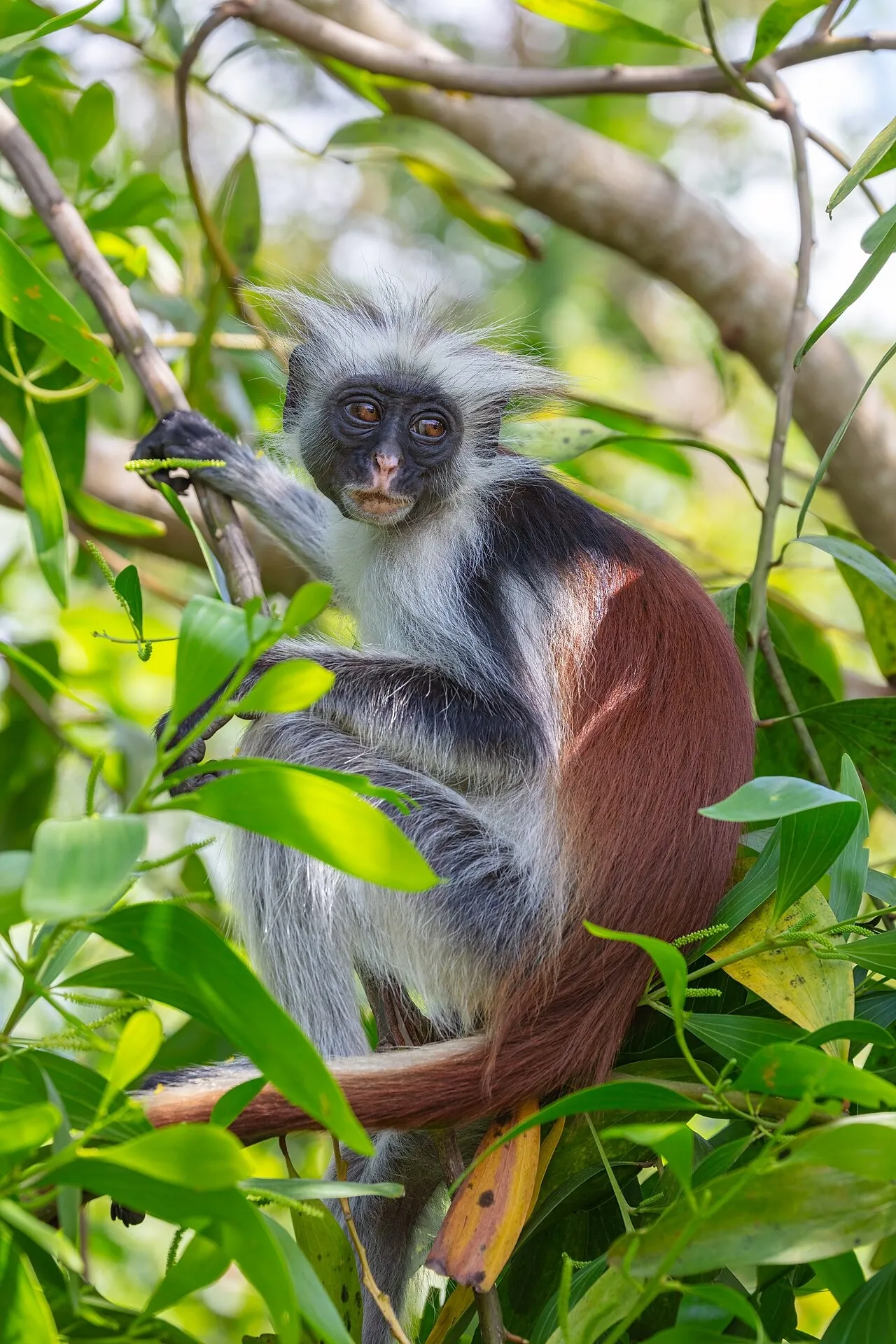 Zanzibar red colobus monkey sitting among green leaves