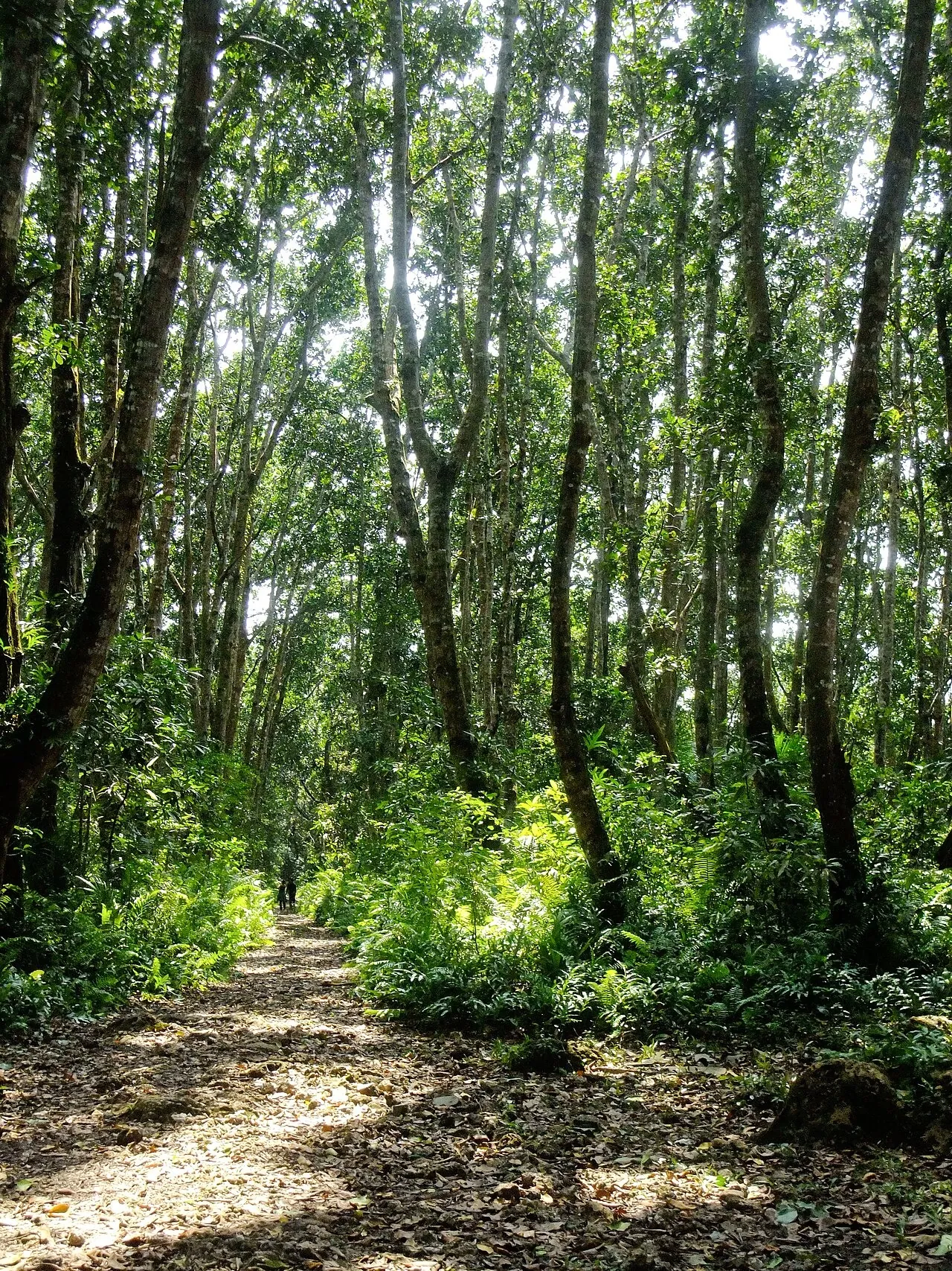 Leaf-covered trail through tall straight forest trees