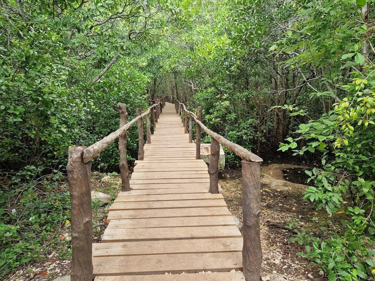 Wooden boardwalk leading into green mangrove forest