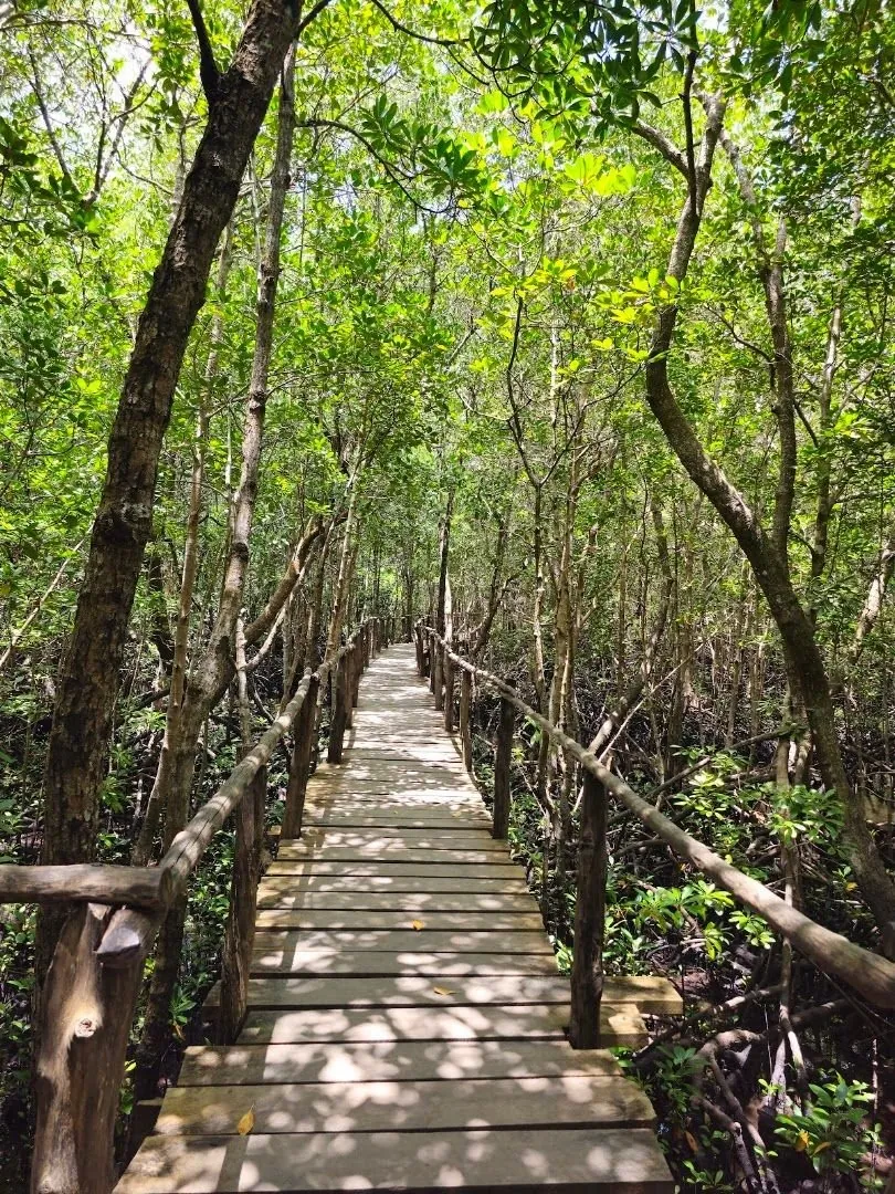 Narrow wooden boardwalk with rails through tall mangrove trees