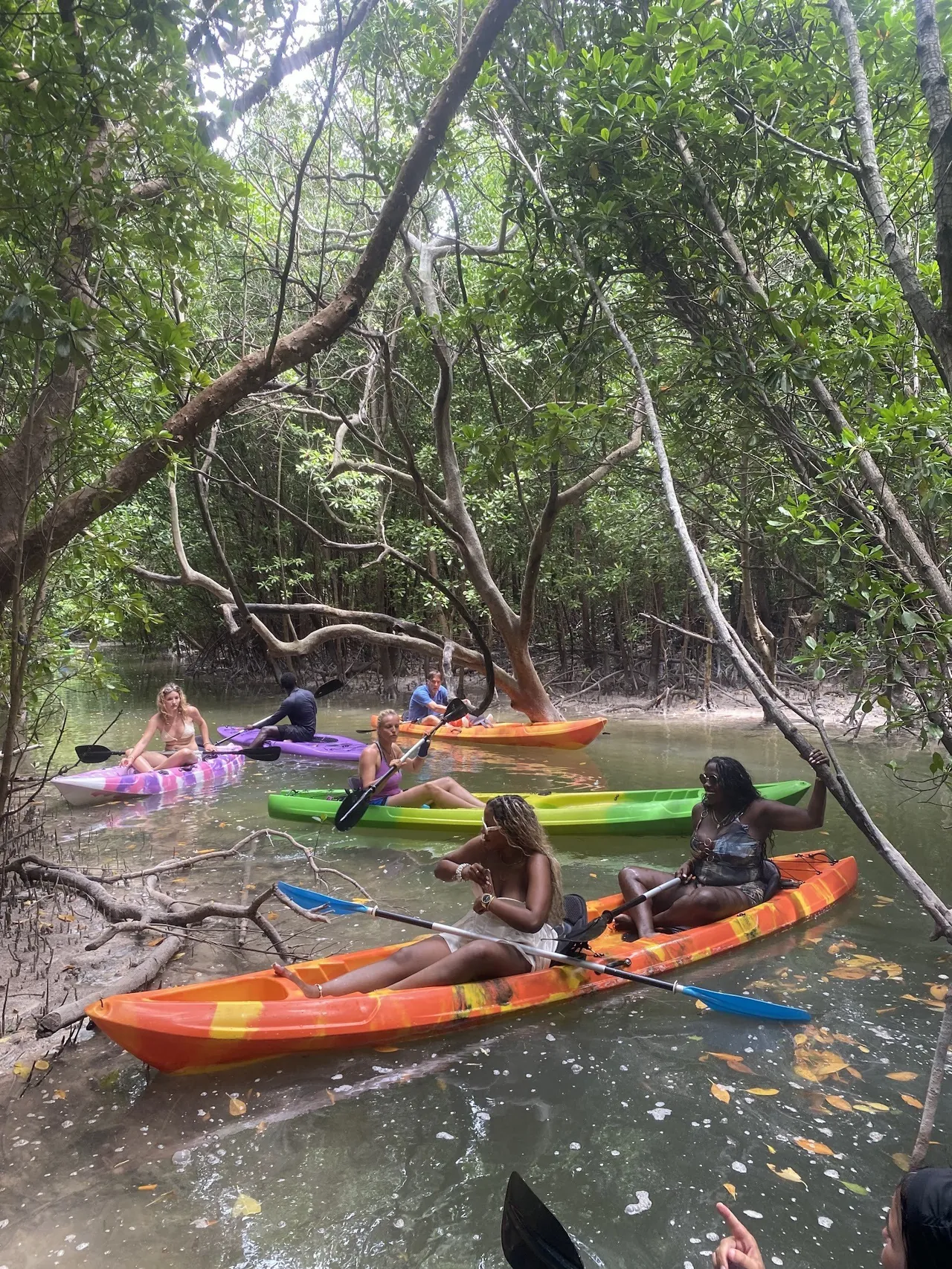 Colourful kayaks in a narrow channel under a canopy of mangrove trees