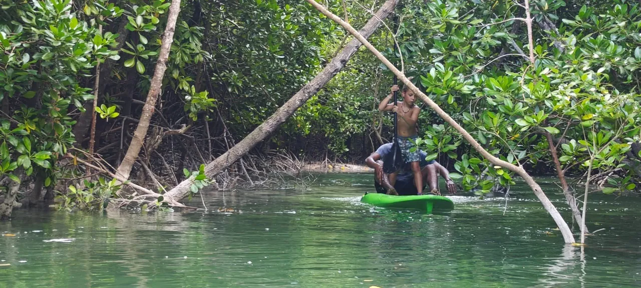 A paddler standing on a green kayak in a mangrove creek beneath leaning trunks