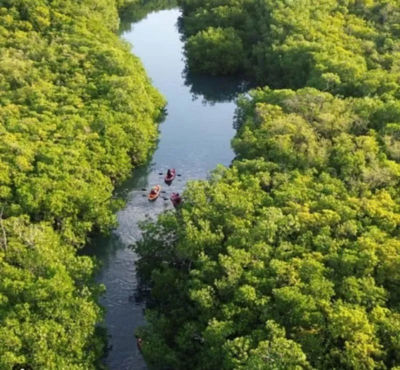 Aerial view of a few kayaks in a dark creek winding through dense green mangroves