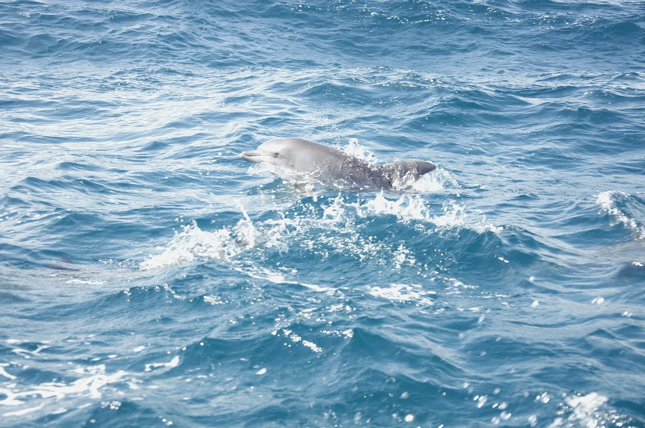 A single dolphin surfacing in choppy blue water