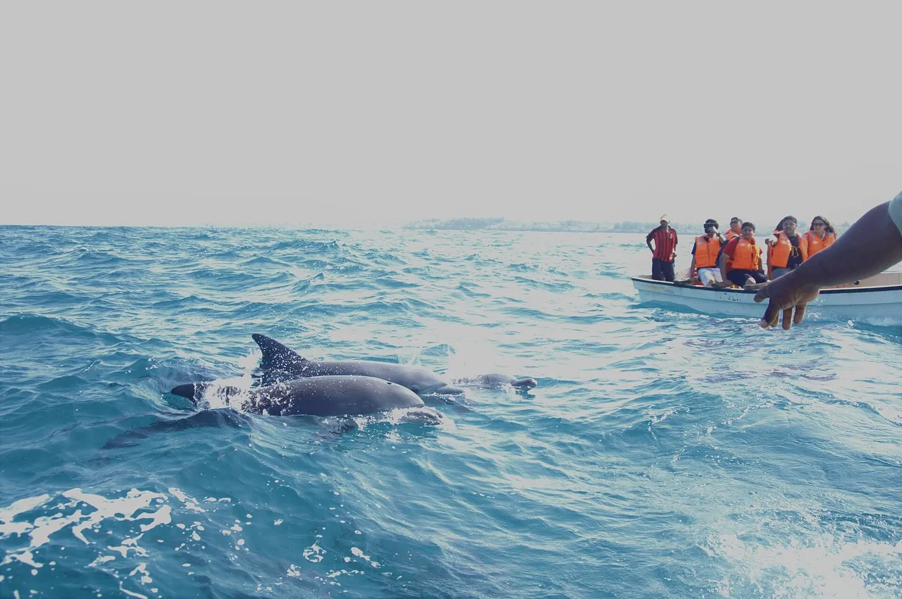 Dolphins at Kizimkazi