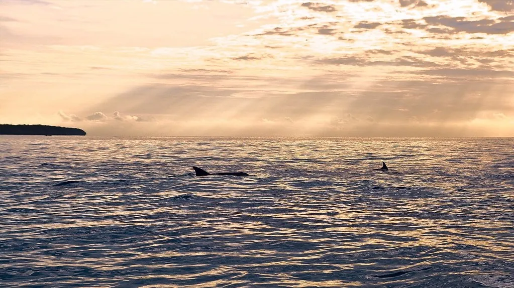Dolphin fins at the surface at sunrise off Kizimkazi