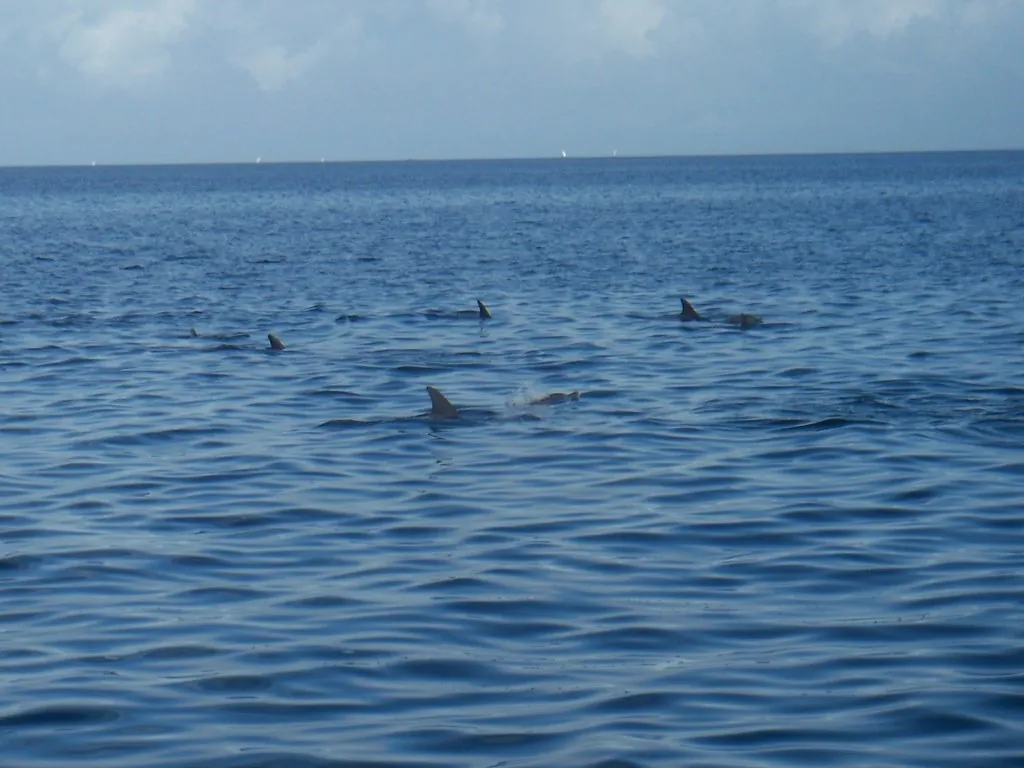 Several dolphin fins in calm open water