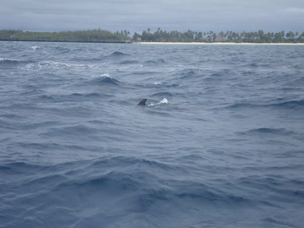 A dolphin fin in choppy grey sea with the coast in the distance