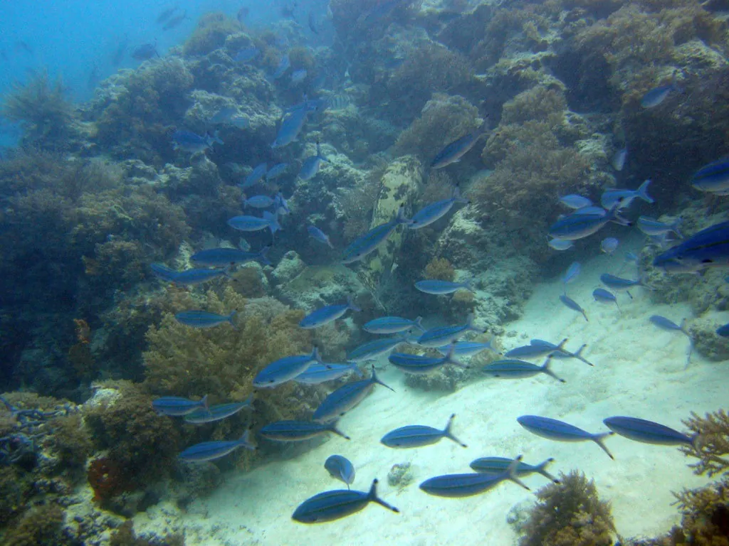 Scuba diving at Mnemba Atoll