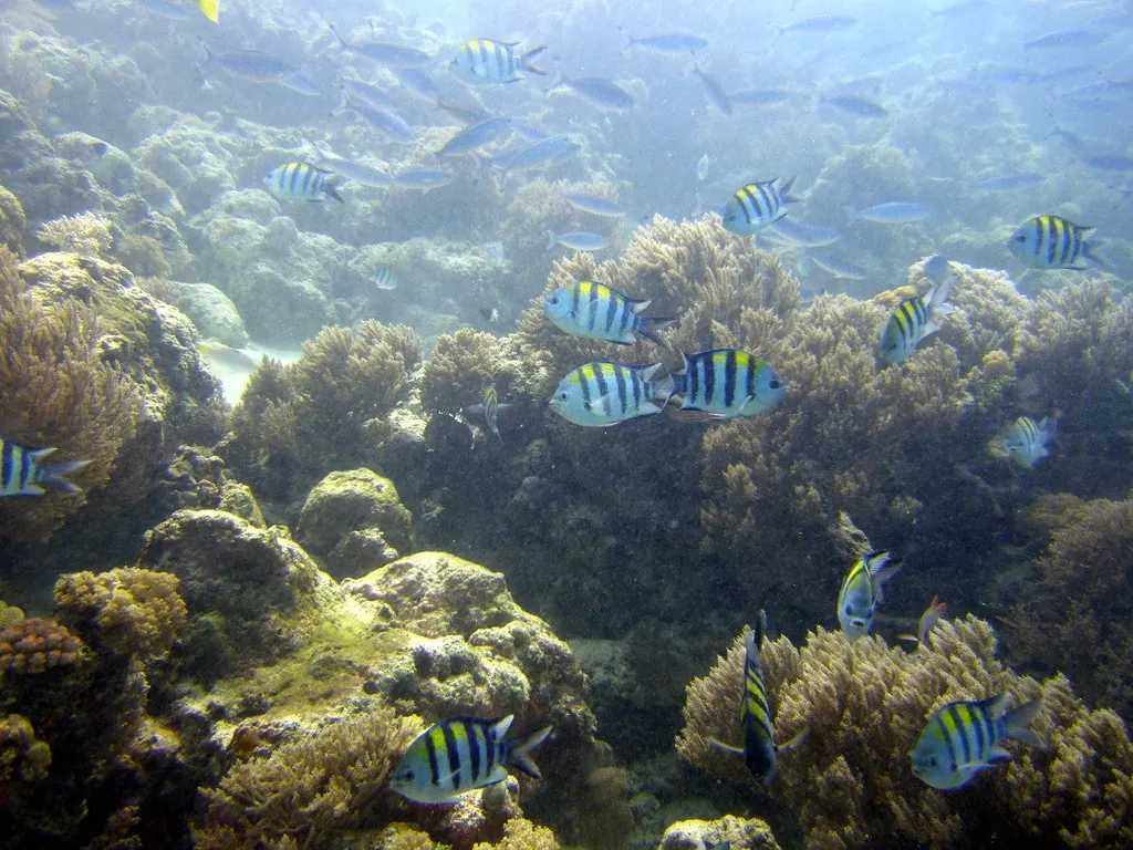 Sergeant major damselfish over hard and soft corals at Mnemba