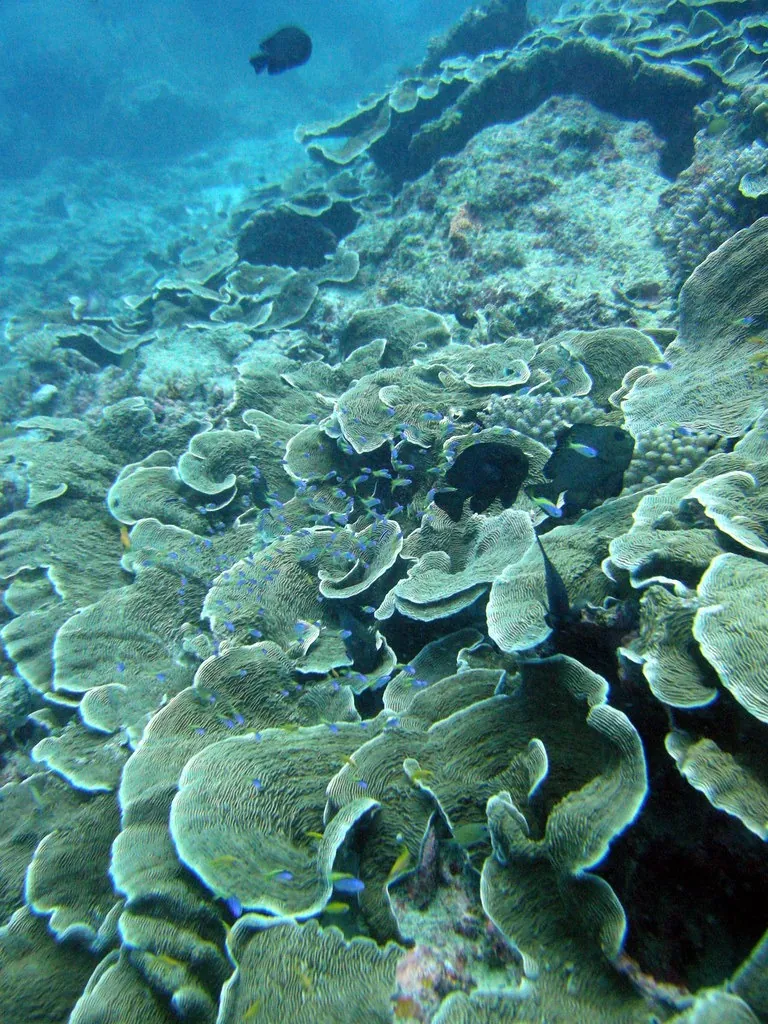 Plate corals covering a reef slope at Mnemba Atoll