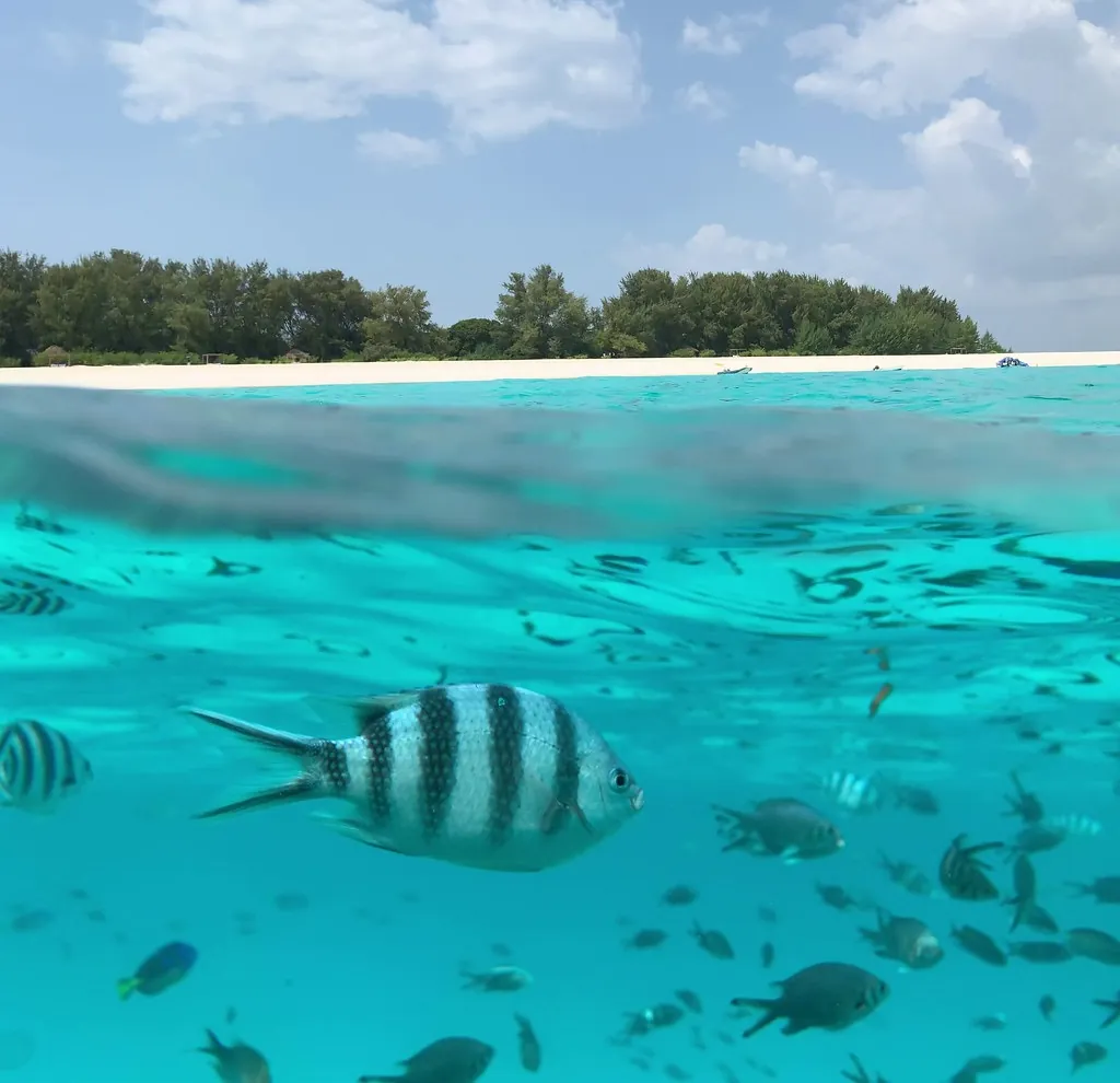 Snorkelling at Mnemba