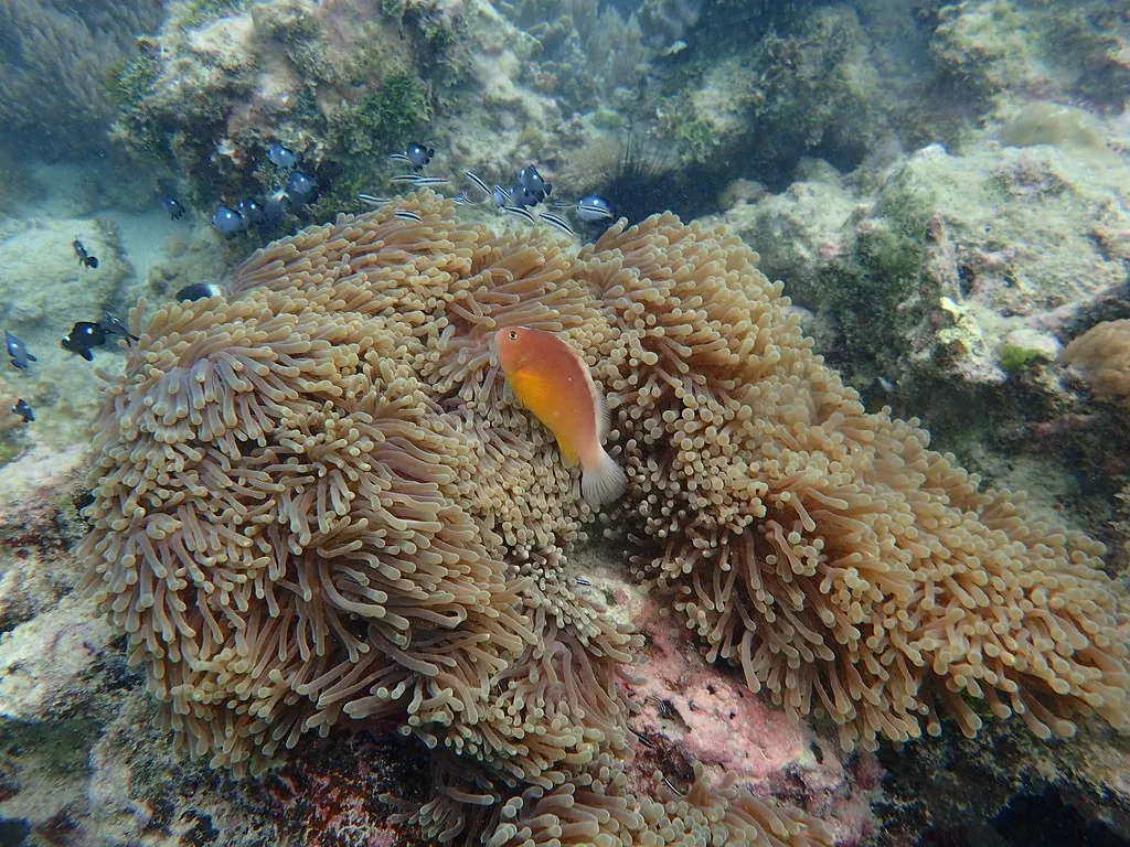 Skunk anemonefish in a large brown sea anemone on the reef