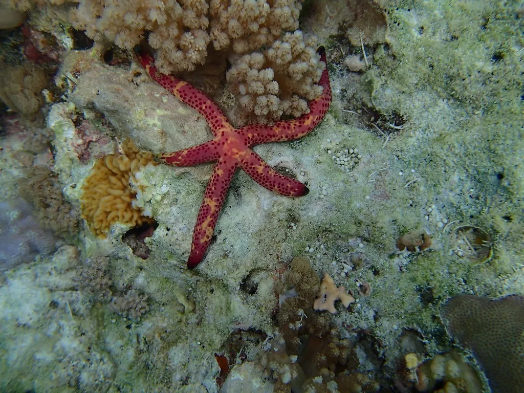 Red-and-orange sea star on coral rubble beside soft corals