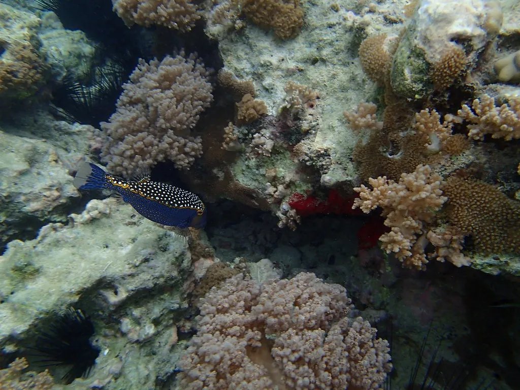Spotted blue boxfish among soft corals and sea urchins