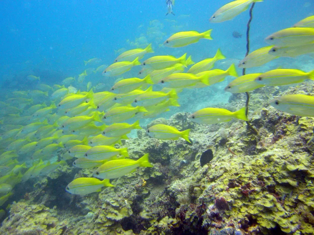 Diving the north coast and Leven Bank
