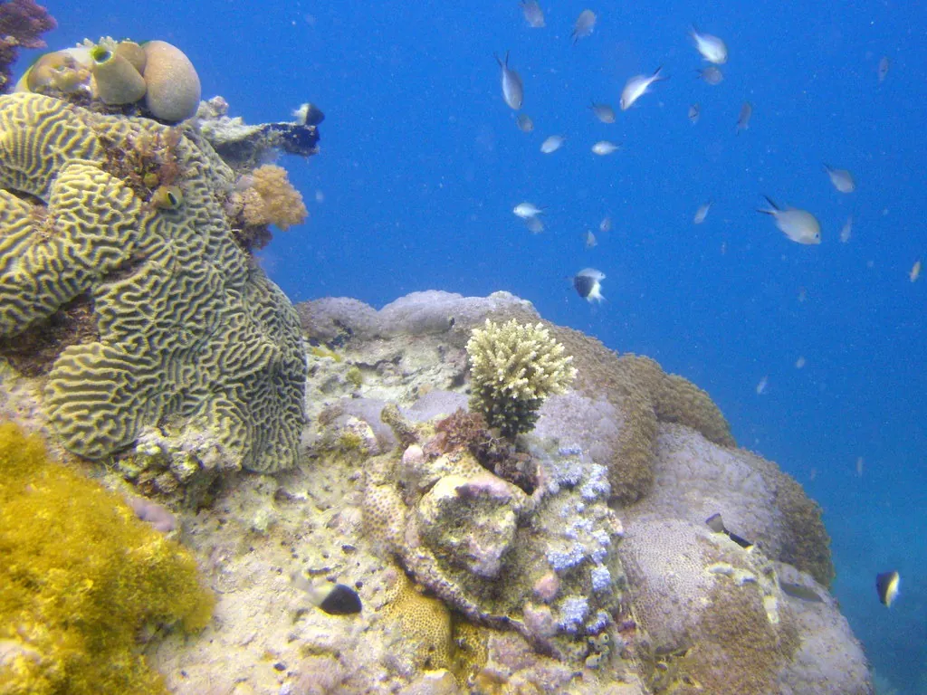 Brain coral and small reef fish against blue water near Tumbatu Island