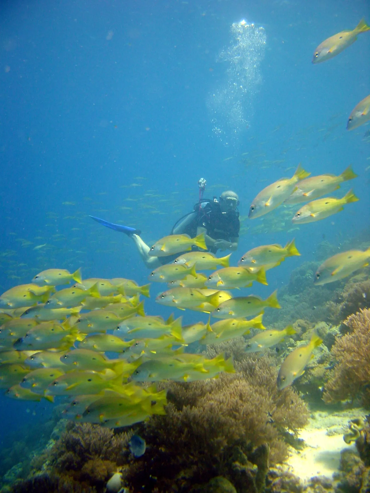 A scuba diver among a school of yellow snappers above coral