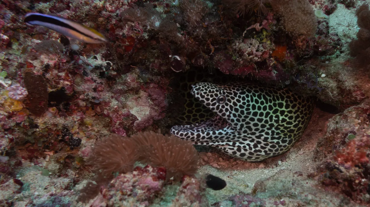 Honeycomb moray eel peering from a coral crevice with a cleaner wrasse