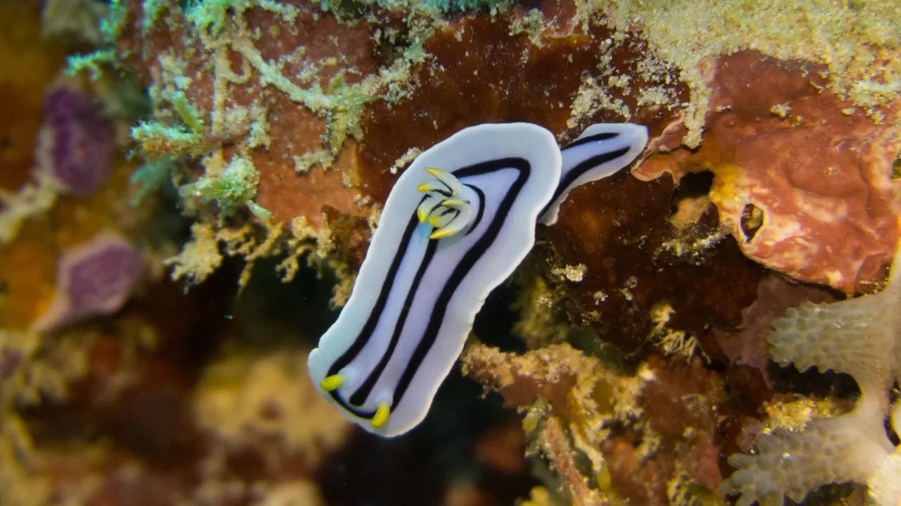 Black-and-white striped nudibranch on an encrusted reef