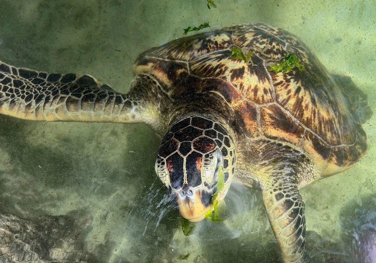 Sea turtle feeding on seaweed in a shallow pool