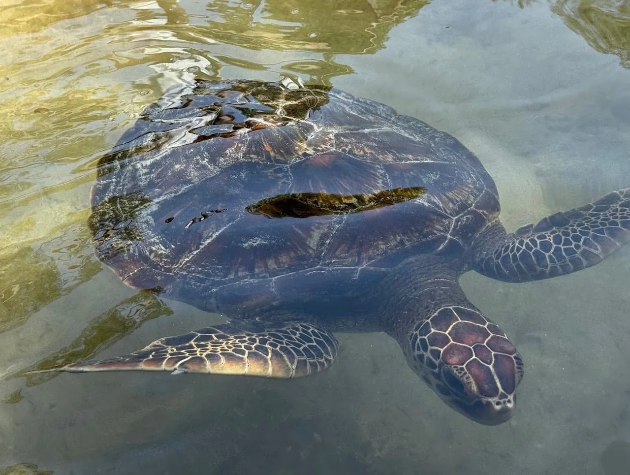 Close view of a sea turtle swimming in shallow water