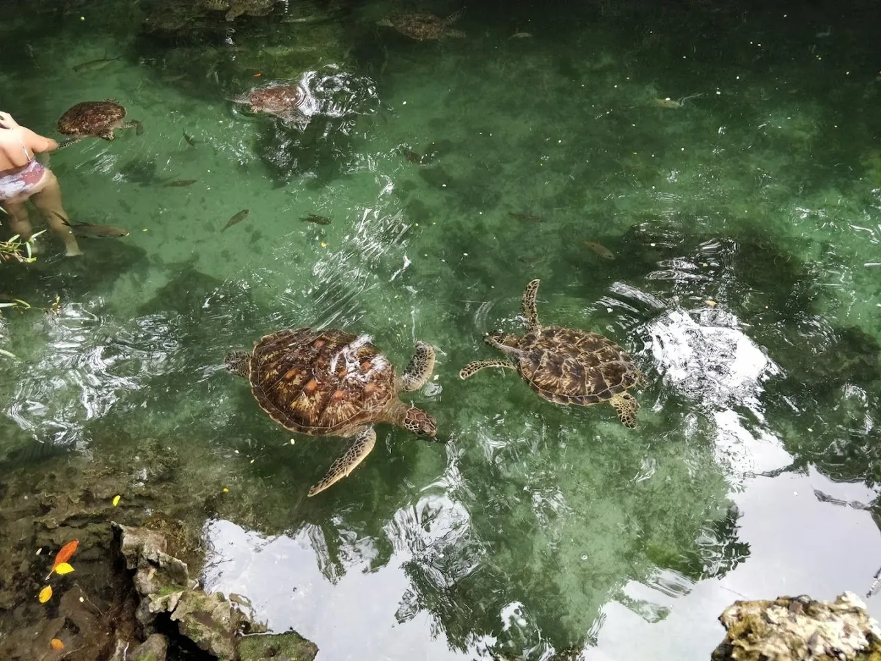 Several turtles in a clear rocky pool with a swimmer's legs visible
