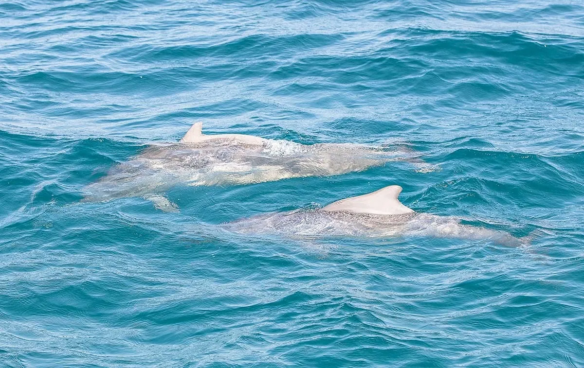 Two pale humpback dolphins surfacing in blue water
