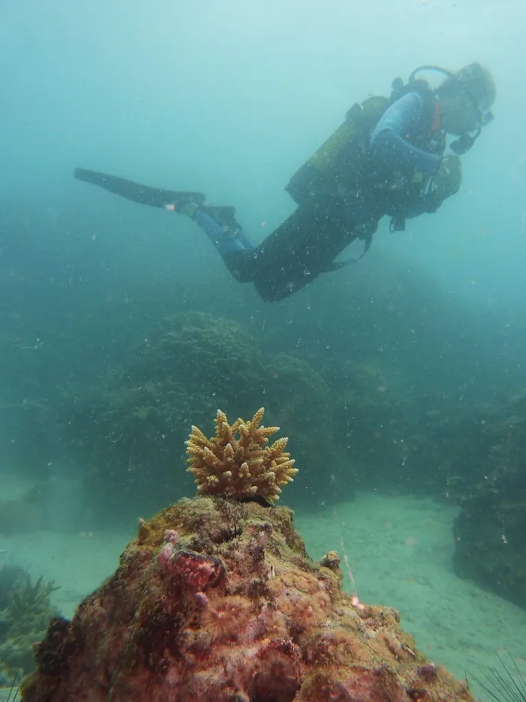 Scuba diver swimming over a coral outcrop at Bawe North