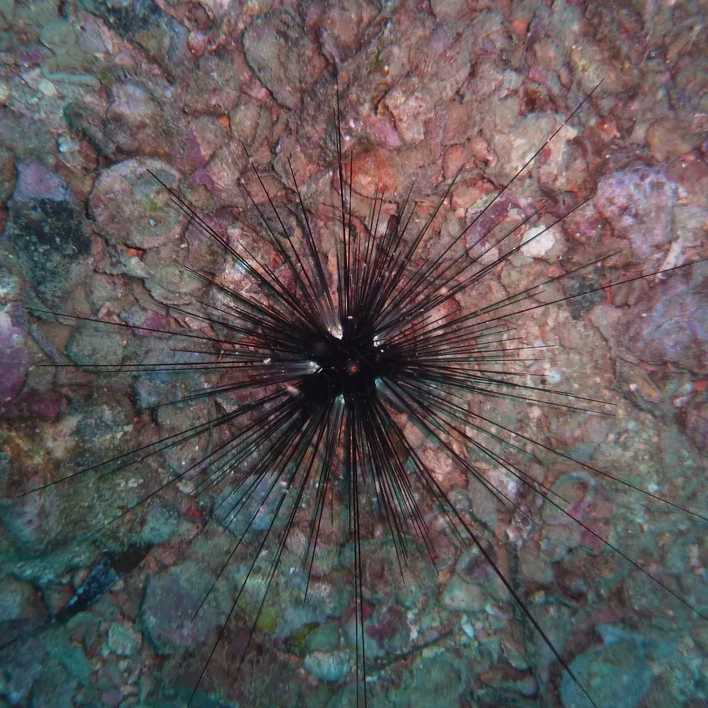 Long-spined black sea urchin on encrusted wreck plating