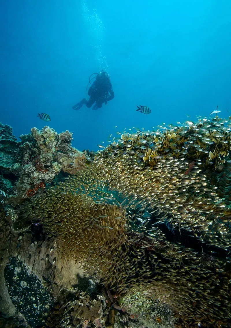 A diver above a coral reef swarming with glassfish