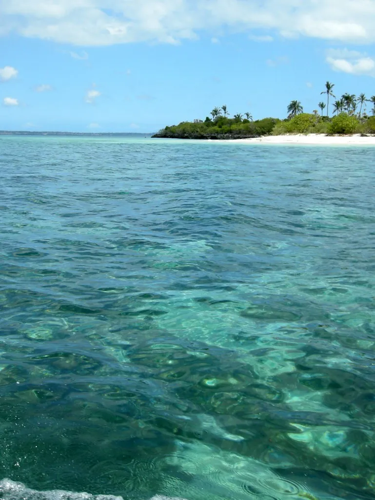 Coral visible through clear shallow water, with a wooded island beyond