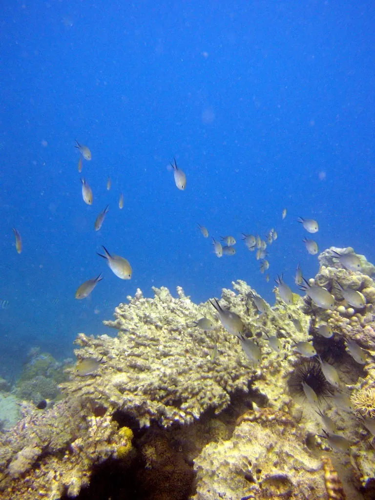 Small fish shoaling over a coral reef