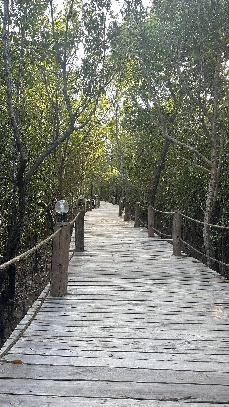 A long wooden boardwalk with rope railings running through mangrove trees.
