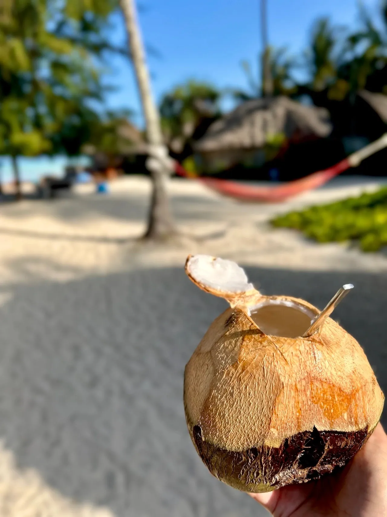 A hand holding an opened coconut on the sand, a hammock strung between palms behind.