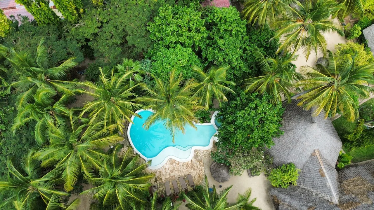 An aerial view of a curved blue pool hidden among dense palm trees.