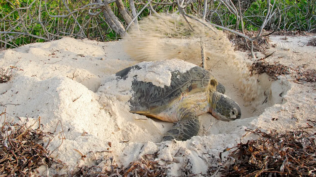 A green turtle nesting in the sand on Mnemba Island