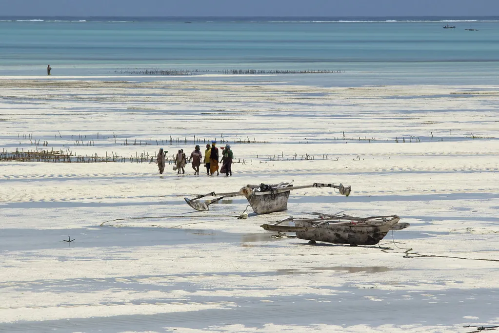 A line of women in colourful clothes walking across the wet reef flat at low tide, with two outrigger canoes in the foreground.