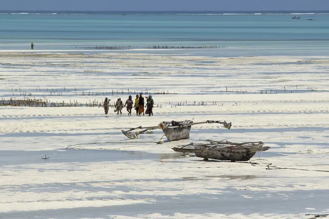 Women walking across the reef flat at low tide in Jambiani
