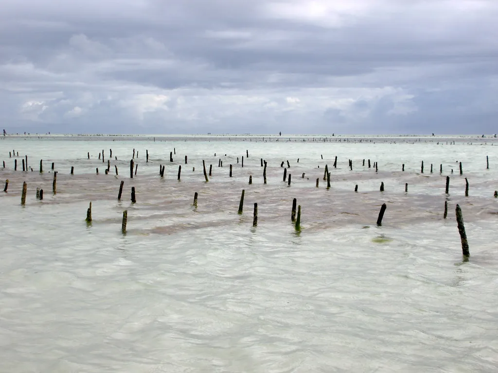 Rows of wooden stakes standing in shallow, pale water on the lagoon: a seaweed farm.
