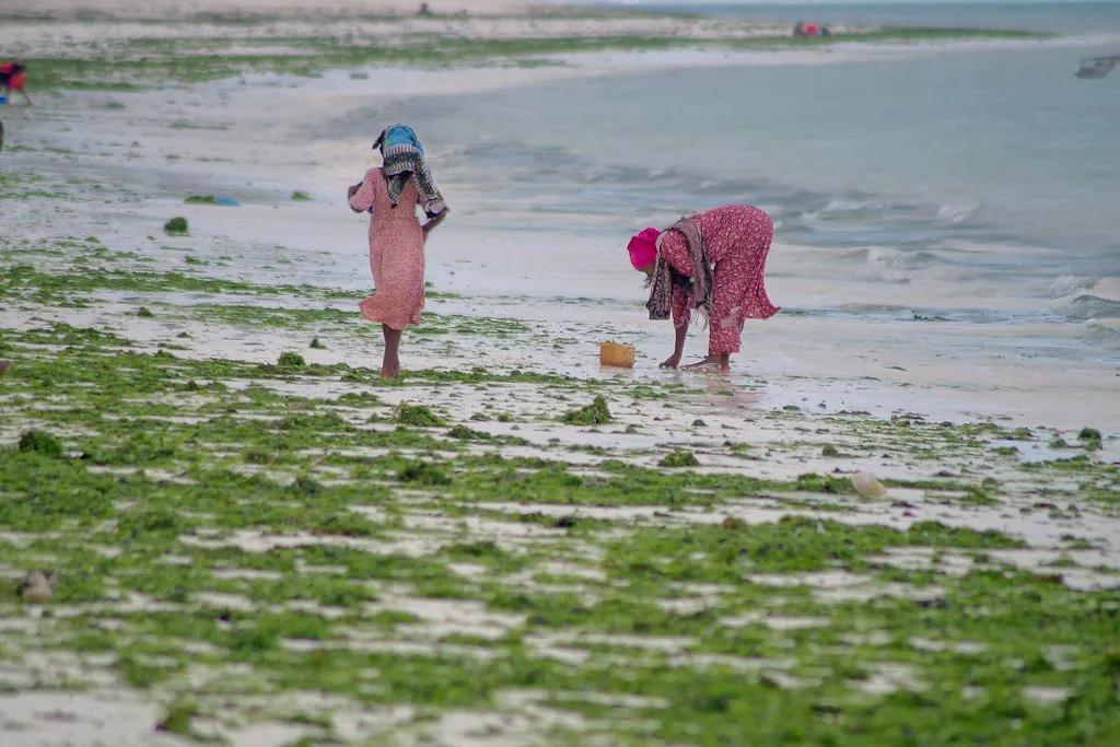 Two women in headscarves bent over green seaweed on the wet sand, a yellow bucket beside them.