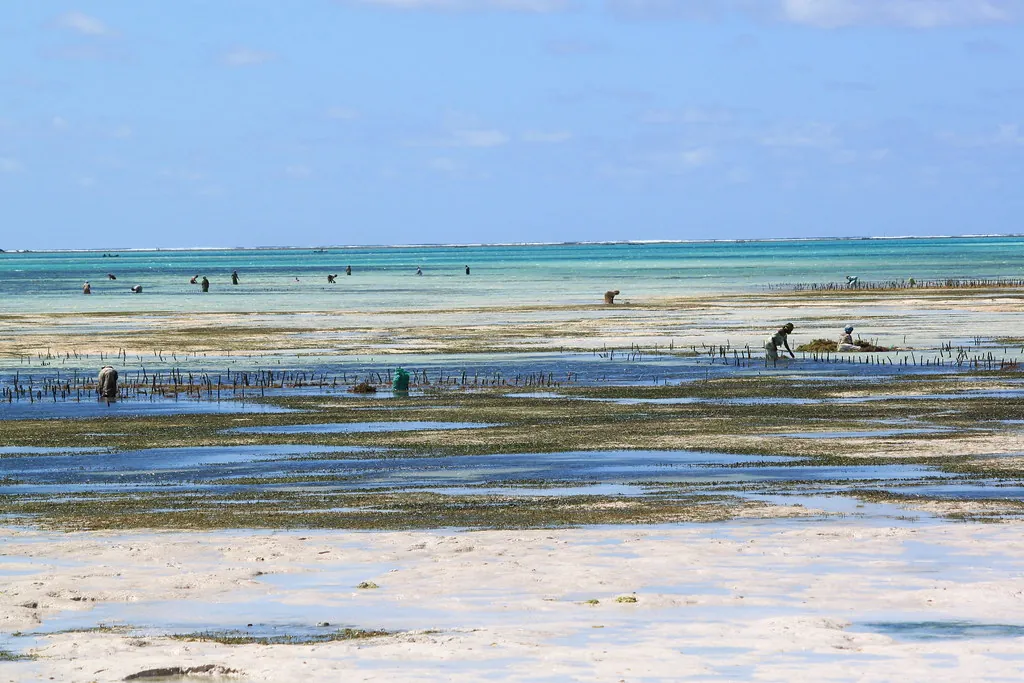 A wide view of the exposed reef flat with seaweed lines and small figures working far out, turquoise water beyond.