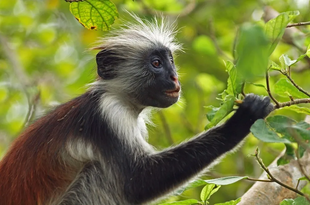 A Zanzibar red colobus monkey with a pale tufted crown and a red-brown back, reaching for leaves.