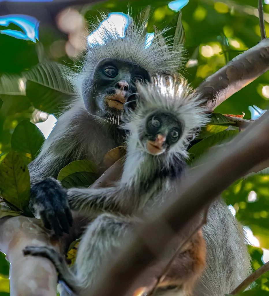 A red colobus mother holding a small infant on a branch among leaves.