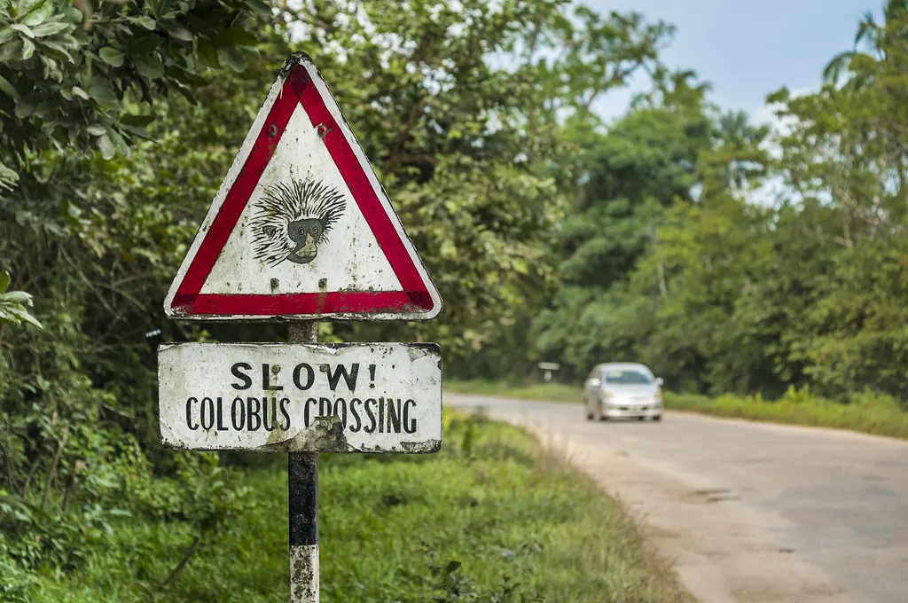 A red-bordered warning sign with a monkey drawing and a plate reading 'SLOW! COLOBUS CROSSING' beside a road through forest.