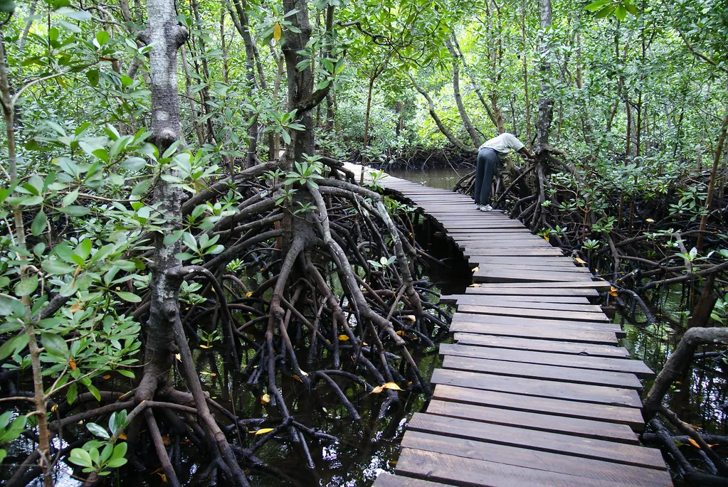 A wooden boardwalk curving through a mangrove swamp with tangled stilt roots on either side.