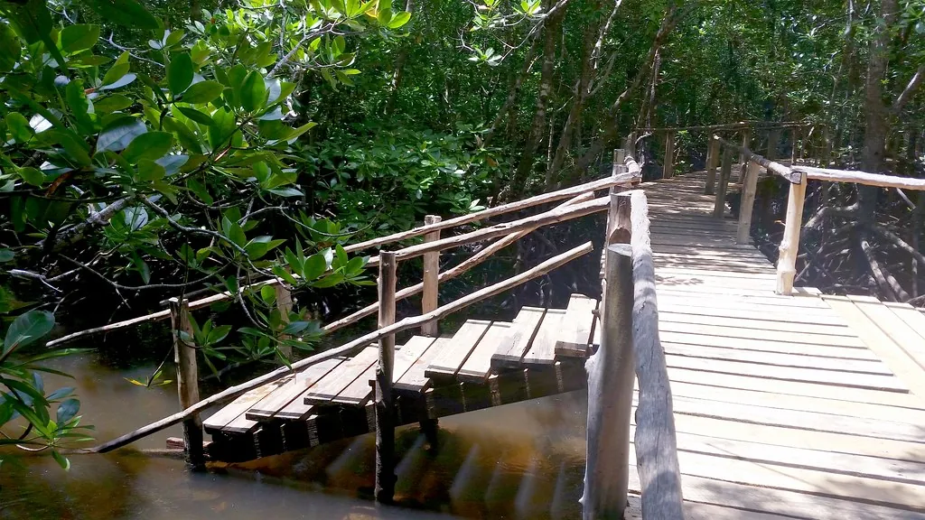 A wooden boardwalk with railings and steps over dark water in a green mangrove forest.