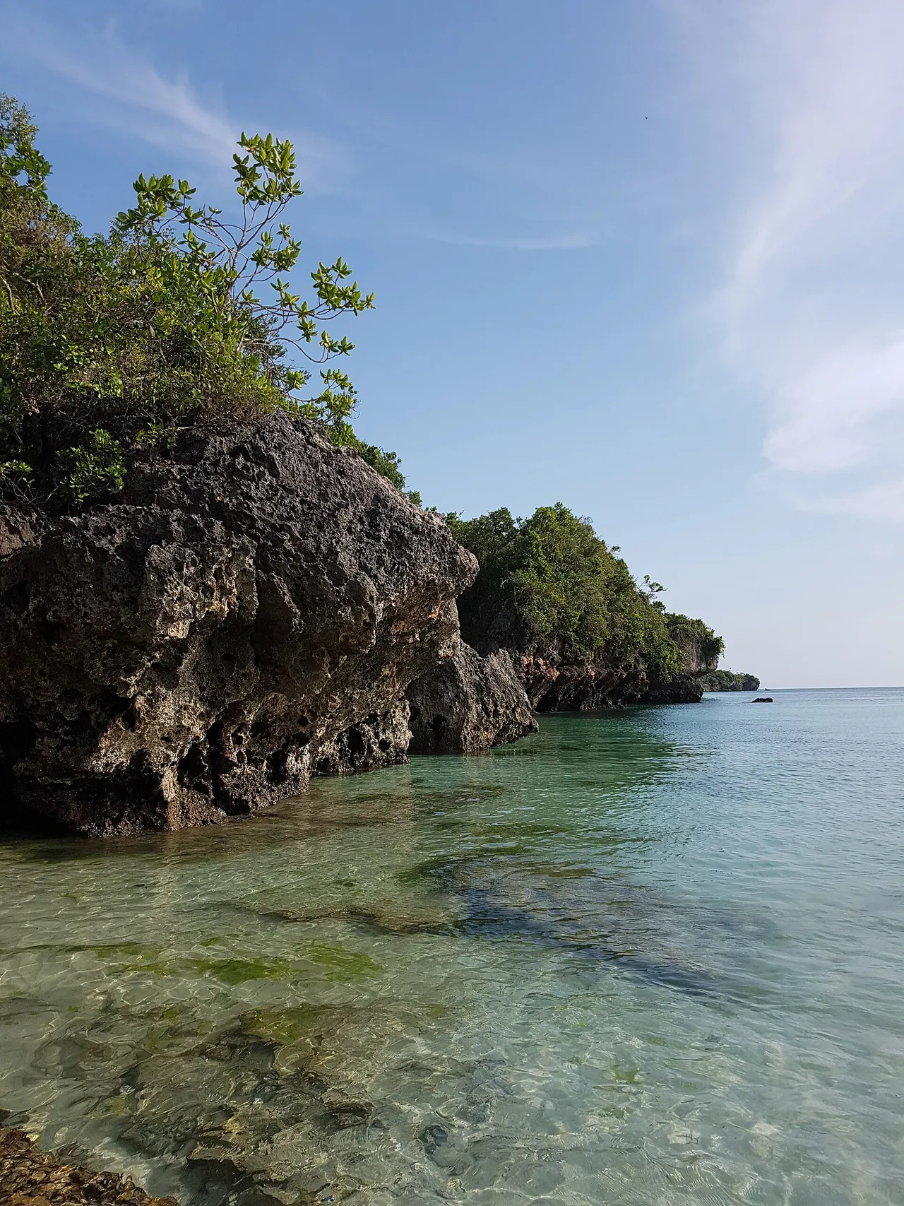 An undercut coral-rock outcrop topped with bushes standing in clear, shallow green water