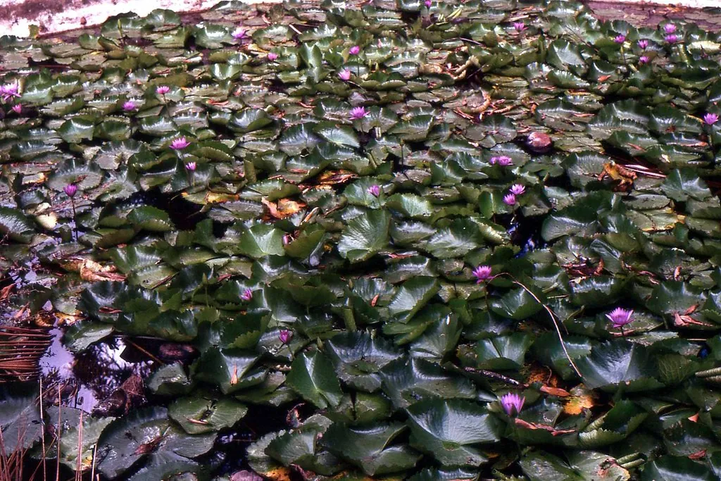 A pond surface densely covered with water-lily pads and small pink flowers