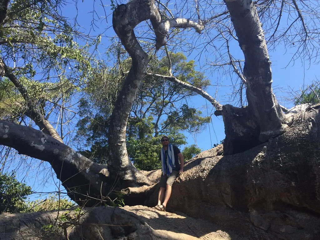 A huge, partly fallen baobab with thick twisting branches, a person standing on its trunk for scale.